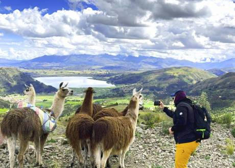 Llamas dans la Vallee Sacre