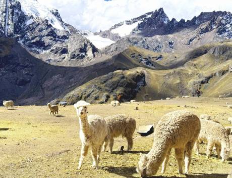 Cordillera con Alpacas