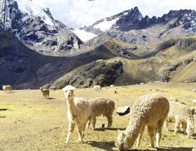 Cordillera con Alpacas